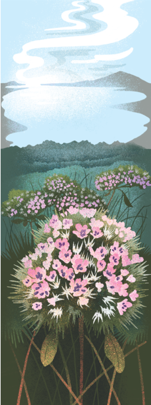 The Point Reyes Myriorama (Pre-Order)