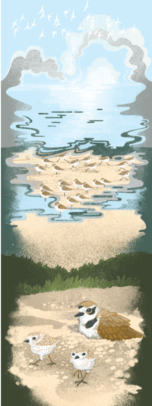 The Point Reyes Myriorama (Pre-Order)