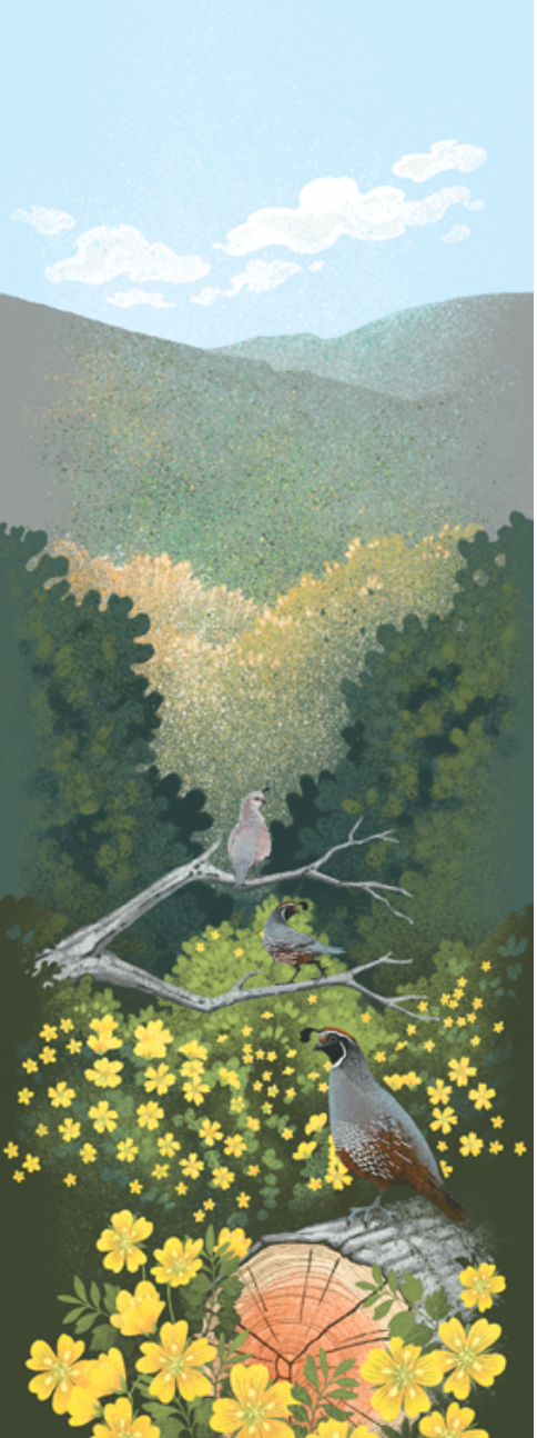 The Point Reyes Myriorama (Pre-Order)