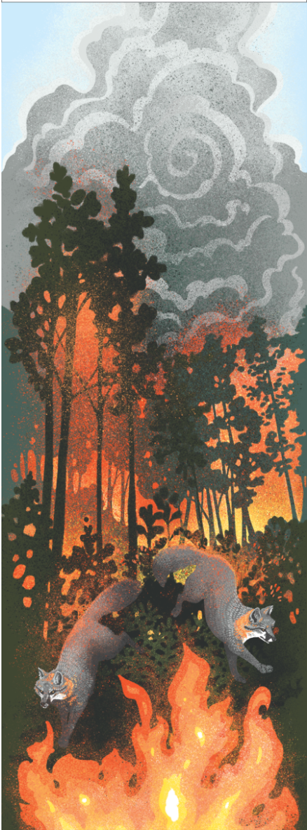 The Point Reyes Myriorama (Pre-Order)